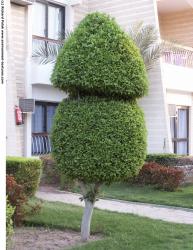 Photo Texture of Trees