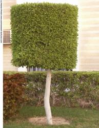 Photo Texture of Trees