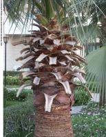 Palm Trunk