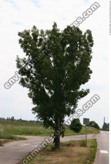 Photo Textures of Trees