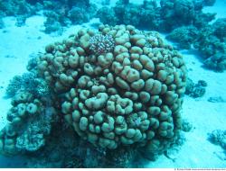 Photo Textures of Corals