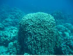 Photo Textures of Corals