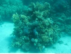 Photo Textures of Corals