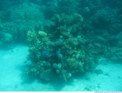 Photo Textures of Corals