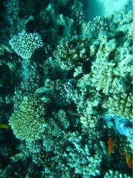 Photo Textures of Corals