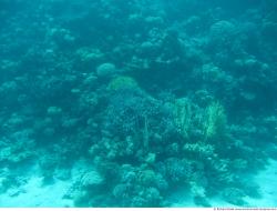 Photo Textures of Corals