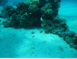 Photo Textures of Corals