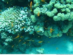 Photo Textures of Corals