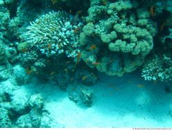 Photo Textures of Corals