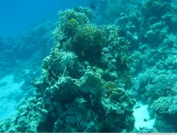 Photo Textures of Corals