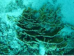 Photo Textures of Corals