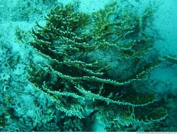 Photo Textures of Corals