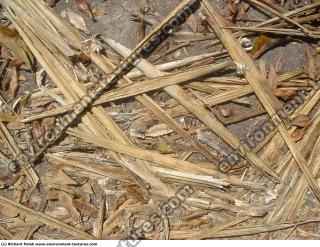Photo Textures of Mixed Wood