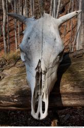 Photo Reference of Bones