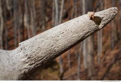 Photo Reference of Bones