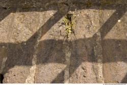 Old Classical House, Wall, Stairs, Doors