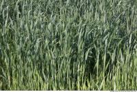 Photo Texture of Grass Tall