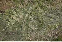 Photo Texture of Grass Tall