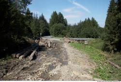 Photo Textures of Background Forest