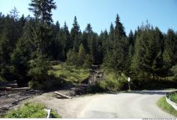 Photo Textures of Background Forest