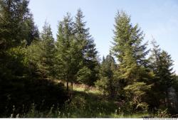 Photo Textures of Background Forest