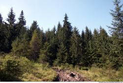 Photo Textures of Background Forest