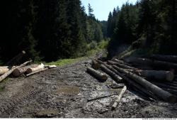 Photo Textures of Background Forest