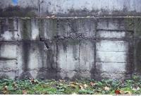 Walls Concrete 0019