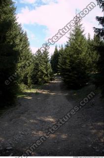 photo texture of background forest