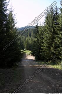 photo texture of background forest