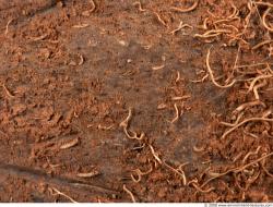 Photo Textures of Coconut