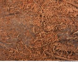 Photo Textures of Coconut