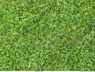 Photo Texture of Grass