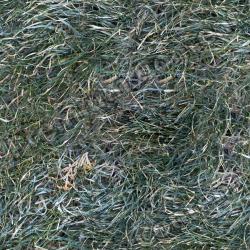 Seamless Grass