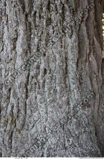 Trees Bark