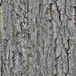 Seamless Bark
