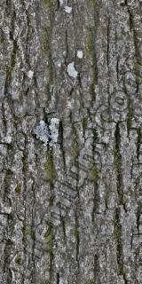 Seamless Bark