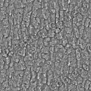Seamless Bark