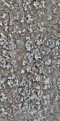 Seamless Bark