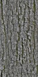 Seamless Bark