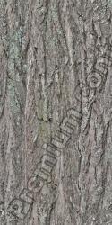 Seamless Bark