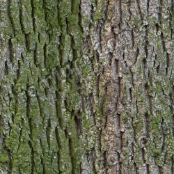Seamless Bark