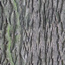 Seamless Bark