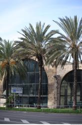 Photo Textures of Exotic Plants