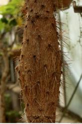 Photo Textures of Tropical Plants